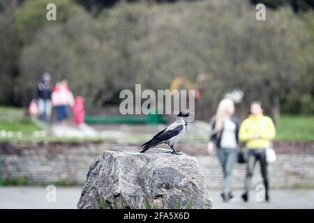 Nicht exklusiv: KIEW, UKRAINE - 22. APRIL 2021 - EINE Krähe thront auf einem Felsen im Nationalen Botanischen Garten Mykola Hryschko in Kiew, der Hauptstadt von Ukrain Stockfoto