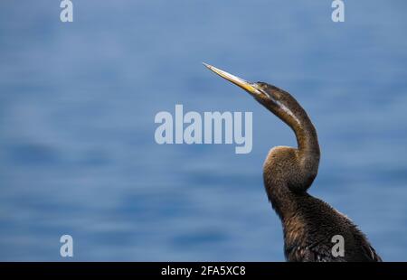 Juveniler afrikanischer Darter (Anhinga rufa) mit schlangenähnem Hals. Stockfoto