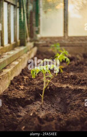 Junge Tomatensämlinge wachsen in einem Gewächshaus. Stockfoto