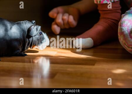 Nahaufnahme eines schwarzen haarlosen Meerschweinchens und eines kleinen Mädchens Klopft auf den Vinyl-Boden daneben Stockfoto