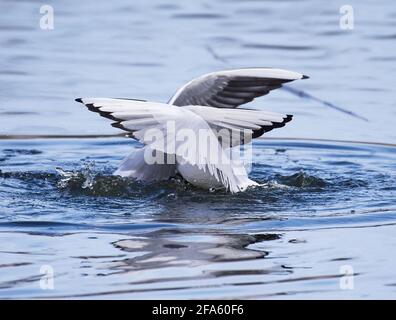 Zwei Schwarzkopfmöwen, die am Aprilabend in Espoo, Finnland, Paarungsrituale im Wasser durchführen. Stockfoto