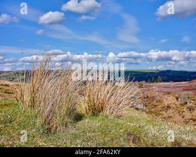 Windgepeitscht, und ein getrockneter Klumpen des letzten Jahres Schilf klammert sich für den Frühling an Stockfoto