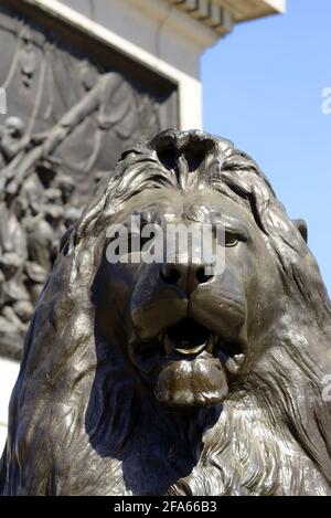 London, England, Großbritannien. Trafalgar Square: Einer der vier 'Landseer Lions' (Edwin Landseer: 1867) um den Fuß der Nelson-Säule Stockfoto