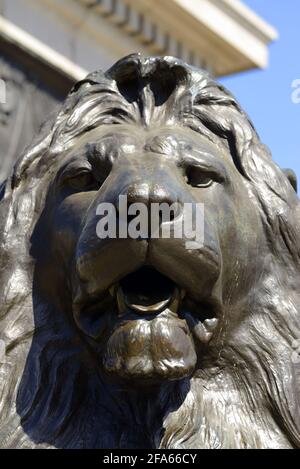 London, England, Großbritannien. Trafalgar Square: Einer der vier 'Landseer Lions' (Edwin Landseer: 1867) um den Fuß der Nelson-Säule Stockfoto