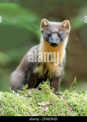 Welsh Pine Marten Stockfoto