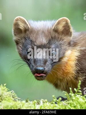 Welsh Pine Marten Stockfoto