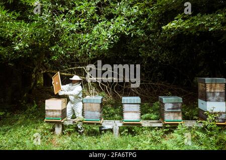 Ferrolterra, PROVINZ Coruna, Galizien, Spanien : EIN Imker arbeitet an seinen Bienenstöcken. Stockfoto