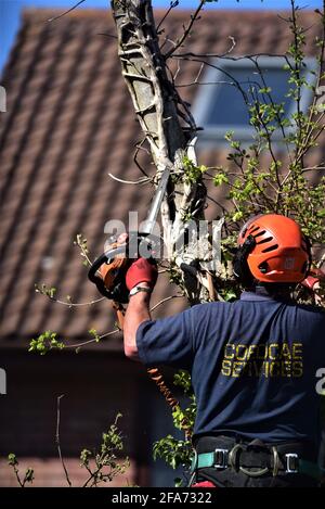 Der von NTPC qualifizierte Baumchirurg von CoedCae Services schneidet einen Baumzweig auf der Coychurch Road, Bridgend (öffentliche Autobahn) ab Es gibt Bilder ohne Logo Stockfoto