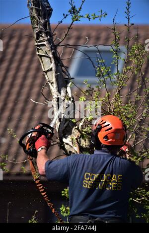 Der von NTPC qualifizierte Baumchirurg von CoedCae Services schneidet einen Baumzweig auf der Coychurch Road, Bridgend (öffentliche Autobahn) ab Es gibt Bilder ohne Logo Stockfoto