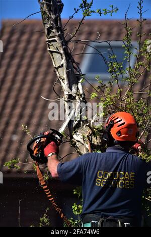 Der von NTPC qualifizierte Baumchirurg von CoedCae Services schneidet einen Baumzweig auf der Coychurch Road, Bridgend (öffentliche Autobahn) ab Es gibt Bilder ohne Logo Stockfoto