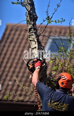 Der von NTPC qualifizierte Baumchirurg von CoedCae Services schneidet einen Baumzweig auf der Coychurch Road, Bridgend (öffentliche Autobahn) ab Es gibt Bilder ohne Logo Stockfoto