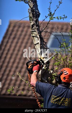 Der von NTPC qualifizierte Baumchirurg von CoedCae Services schneidet einen Baumzweig auf der Coychurch Road, Bridgend (öffentliche Autobahn) ab Es gibt Bilder ohne Logo Stockfoto