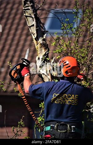 Der von NTPC qualifizierte Baumchirurg von CoedCae Services schneidet einen Baumzweig auf der Coychurch Road, Bridgend (öffentliche Autobahn) ab Es gibt Bilder ohne Logo Stockfoto