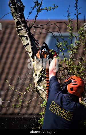 Der von NTPC qualifizierte Baumchirurg von CoedCae Services schneidet einen Baumzweig auf der Coychurch Road, Bridgend (öffentliche Autobahn) ab Es gibt Bilder ohne Logo Stockfoto