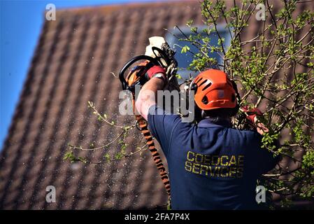 Der von NTPC qualifizierte Baumchirurg von CoedCae Services schneidet einen Baumzweig auf der Coychurch Road, Bridgend (öffentliche Autobahn) ab Es gibt Bilder ohne Logo Stockfoto