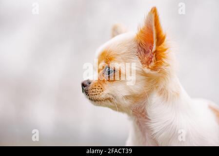 Chihuahua-Porträt. Weiße langhaarige chihuahua Welpen Porträt. chihuahua weißen niedlichen Porträt Stockfoto