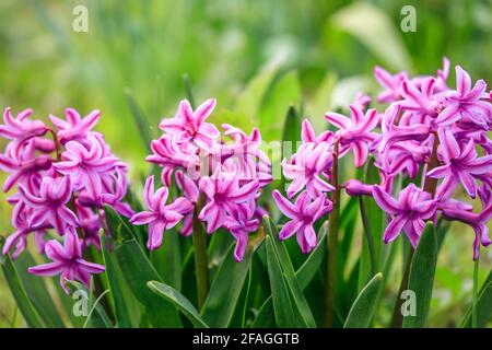 Hyacinthus orientalis im Garten, im Frühling gewöhnliche Hyazinthe. Magentafarbene Blüten, Blumenmuster, Naturhintergrund. Rosafarbene Blüte, wachsende Pflanze. Selektiv Stockfoto