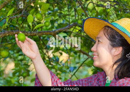 Asiatische Frau (thai) landwirtschaftliche Hand hält frische Zitrone aus dem Baum Zweig, im Gemüsegarten Stockfoto