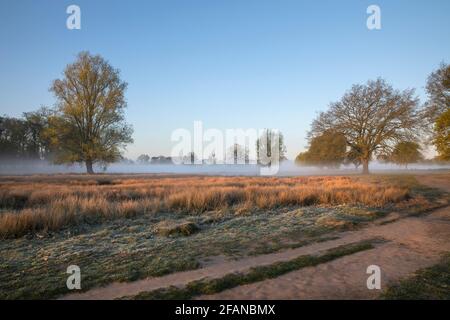 Die Sonne bricht durch und erleuchtet die langen Gräser auf einem Kalter nebliger Morgen im Bushy Park im April Stockfoto