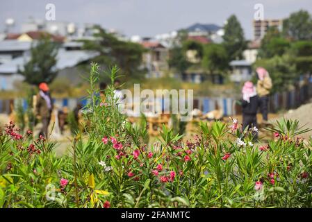 ADDIS ABEBA, 23. April 2021 behelfsmäßige Gewächshaus- und Kindergärten werden an den Straßenseiten von Addis Abeba, Äthiopien, 22. April 2021, gesehen. Während Äthiopien sich darauf einlässt, seinen Anspruch auf den Aufbau einer grünen Wirtschaft zu verwirklichen, umarmte die verzweifelte, arbeitssuchende äthiopische Jugend die einst vernachlässigte kommerzielle Baumpflanzung und Gartenarbeit. Die Produktion und Gartenarbeit von Pflanzenkeimlingen war, wie eine typische Bauernarbeit, schon lange den armen und ländlichen Äthiopiern überlassen worden, von denen die meisten wenig oder gar keine Ausbildung haben und keine andere Wahl hatten, als nach wirtschaftlichen Möglichkeiten zu suchen, die leicht zu erreichen sind Stockfoto