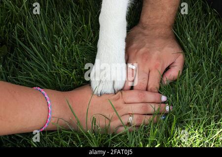 Nahaufnahme eines Ehepaares, das die Hände mit Verlobungsringen hält und die Pfote seines sibirischen Husky-Hundes über saftigem grünen Gras hält. Konzept der Teamarbeit. Mann, w Stockfoto