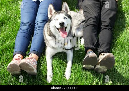 Mann und Frau sitzen mit einem sibirischen Husky-Hund mit spitzen Ohren und Zunge, die herausragt. Casual paar ruht auf mawed Gras Rasen mit ihrem lustigen Haustier f Stockfoto