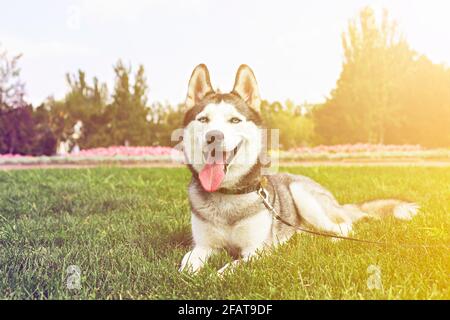 Lustiger sibirischer Husky Hund mit spitzen Ohren und langer Zunge, die auf einem Spaziergang hervorsteht. Leashed inländischen reinrassigen Haustier ruht auf grünen mawed Gras Rasen von Cit Stockfoto