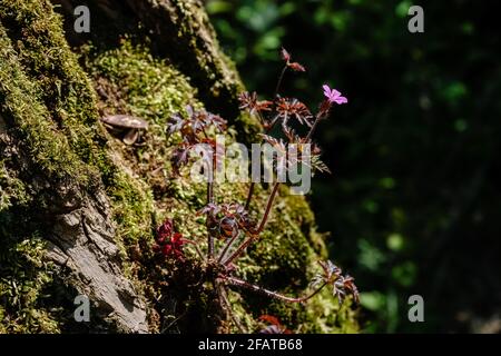 Ste Foy les Lyon (Frankreich), 23. April 2021. Roberts Kranzschnabel im Frühjahr im Unterholz eines Waldes. Stockfoto