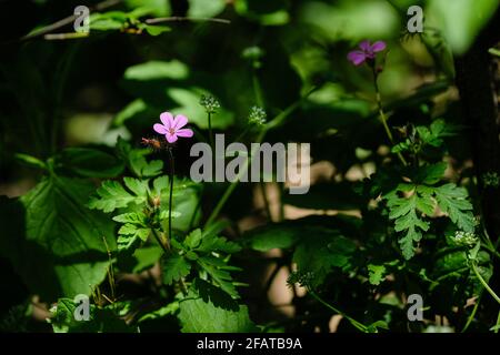 Ste Foy les Lyon (Frankreich), 23. April 2021. Roberts Kranzschnabel im Frühjahr im Unterholz eines Waldes. Stockfoto