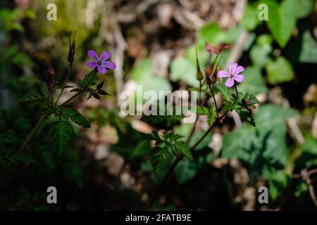 Ste Foy les Lyon (Frankreich), 23. April 2021. Roberts Kranzschnabel im Frühjahr im Unterholz eines Waldes. Stockfoto