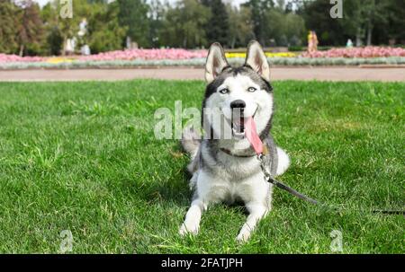 Lustiger sibirischer Husky Hund mit spitzen Ohren und langer Zunge, die auf einem Spaziergang hervorsteht. Leashed inländischen reinrassigen Haustier ruht auf grünen mawed Gras Rasen von Cit Stockfoto