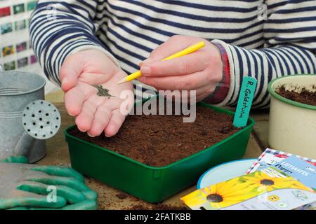 Aussaat von Samen in einer Schale. Aussaat von Blumensamen - Rudbeckia ‘Goldsturm’ - mit einem Bleistift leicht mit der Hand klopfen, um einen gleichmäßigen Abstand der Samen in einer Schale zu erleichtern Stockfoto