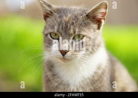 Schildkrötenkater sitzt in einem Frühlingsgarten mit grünem Gras auf dem Hintergrund. Stockfoto