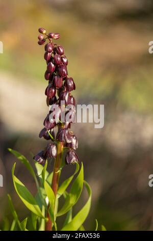 Fritillaria Persia – Blue Dynamite, Fritillaria Persica - Blue Diamond Naturpflanzenportrait Stockfoto