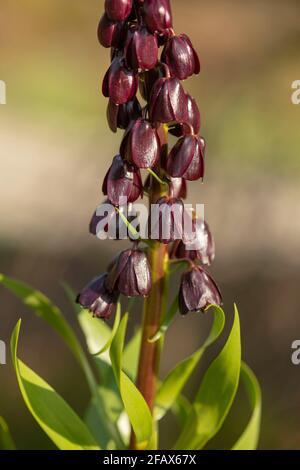 Fritillaria Persia – Blue Dynamite, Fritillaria Persica - Blue Diamond Naturpflanzenportrait Stockfoto