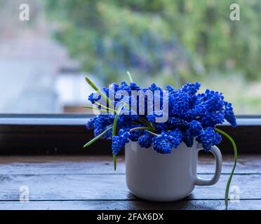 Muscari blüht in einem Vintage-Becher auf der Fensterbank Stockfoto