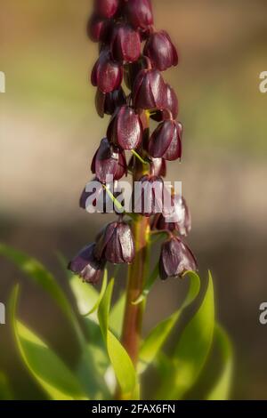 Fritillaria Persia – Blue Dynamite, Fritillaria Persica - Blue Diamond Naturpflanzenportrait Stockfoto