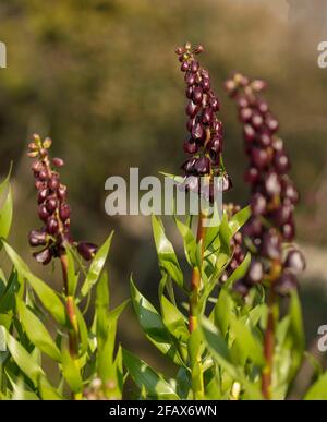 Fritillaria Persia – Blue Dynamite, Fritillaria Persica - Blue Diamond Naturpflanzenportrait Stockfoto