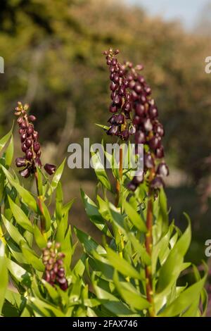 Fritillaria Persia – Blue Dynamite, Fritillaria Persica - Blue Diamond Naturpflanzenportrait Stockfoto