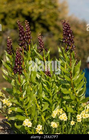 Fritillaria Persia – Blue Dynamite, Fritillaria Persica - Blue Diamond Naturpflanzenportrait Stockfoto