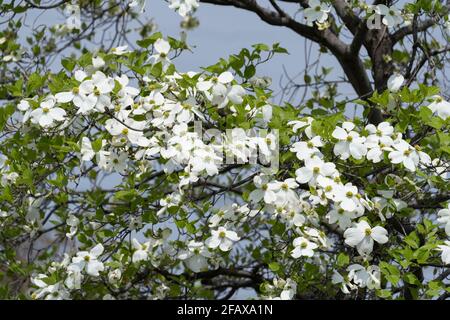 Blühender Hundehuh (Cornus florida), Isehara City, Präfektur Kanagawa, Japan Stockfoto