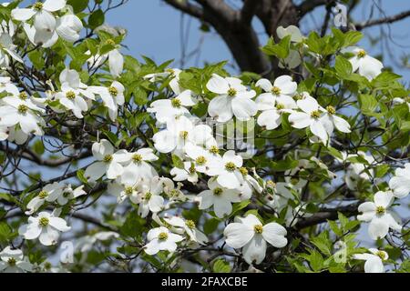 Blühender Hundehuh (Cornus florida), Isehara City, Präfektur Kanagawa, Japan Stockfoto