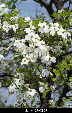 Blühender Hundehuh (Cornus florida), Isehara City, Präfektur Kanagawa, Japan Stockfoto