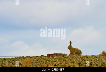 Altay, Chinas Autonome Region Xinjiang Uygur. April 2021. Ein Kaninchen wird im Kalamayli Nature Reserve, nordwestlich der Autonomen Region Xinjiang Uygur, gesehen, 22. April 2021. Quelle: Hou Zhaokang/Xinhua/Alamy Live News Stockfoto