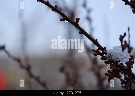 Schmelzender Schnee auf Ästen von Aprikosenbäumen Stockfoto