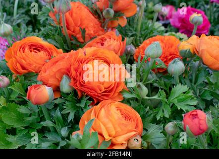 Schöne orange Ranunculus Blumen aus der Nähe. Anbau von Butterblumen. Stockfoto