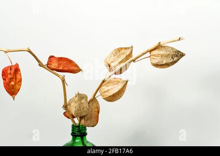 Trockene Alkekengi-Laternen. Bried blüht Physalis Stachelbeere. Heimtextilien. Handverlesener filigraner Ast. Boho Bouquet. Pädagogisches Stillleben für das Zeichnen Stockfoto