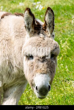 Donkey Equus asinus Nahaufnahme der Kamera Stockfoto