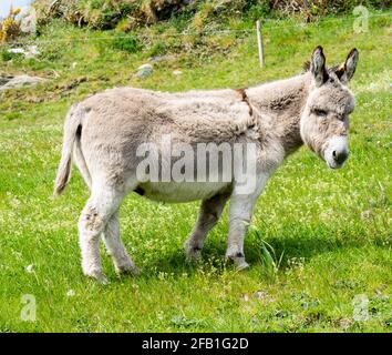 Esel Equus asinus steht auf dem Feld Stockfoto