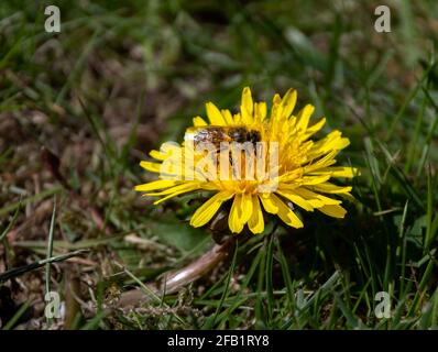 Fishguard, Pembrokeshire, Großbritannien . April 2021. Hohe Pollensaison ist nach uns Biene gesammelten Pollen von Wiesengras Dandelionen . Kredit: Debra Angel/Alamy Live Nachrichten Stockfoto